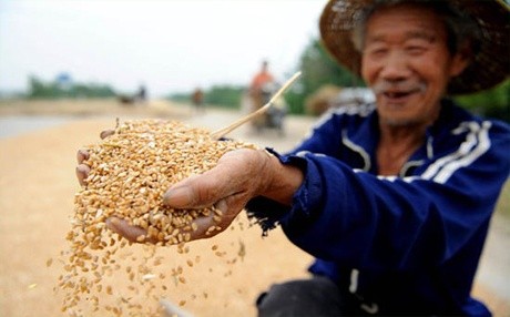 Україна планує відкрити пшеничний ринок Китаю і В'єтнаму фото, ілюстрація