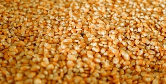 Китай замінює українську кукурудзу бразильською фото, ілюстрація