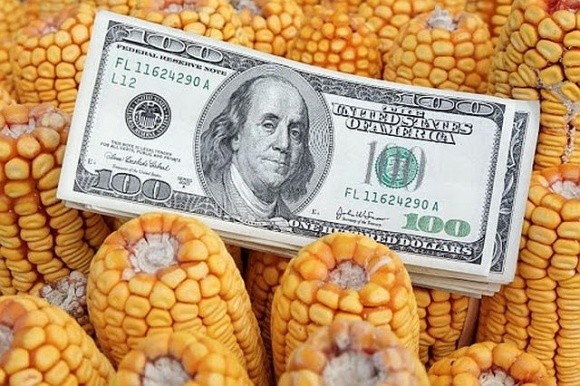 Китайські трейдери відмовились від української кукурудзи фото, ілюстрація