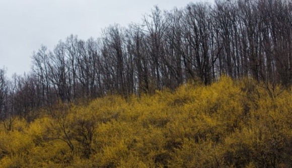 На околицях Виноградова розквітла найстаріша в Україні плантація кизилу фото, ілюстрація