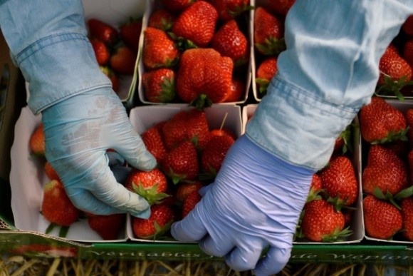 В Україні стартував сезон полуниці: скільки коштують перші ягоди  фото, ілюстрація