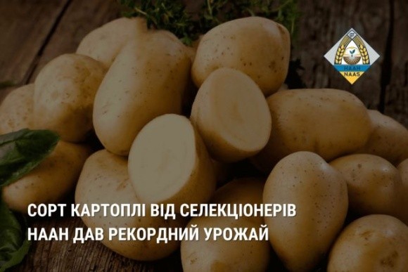 Новий український сорт картоплі дав врожайність 108 тонн з гектара фото, ілюстрація
