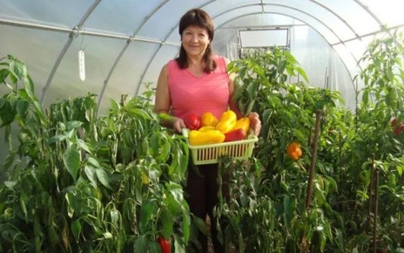 Колекція насіння із 2250 сортів томатів — коли на пенсії не сидиться фото, ілюстрація