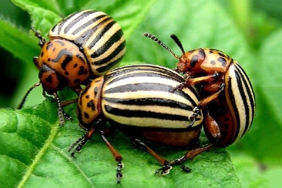 Колорадський жук виробив стійкість більш ніж до 50 інсектицидів фото, ілюстрація