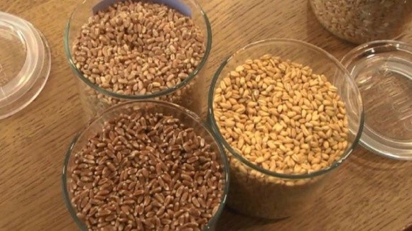 Голубозерний ячмінь та чорнозерна пшениця — експерименти на Хмельниччині продовжуються фото, иллюстрация