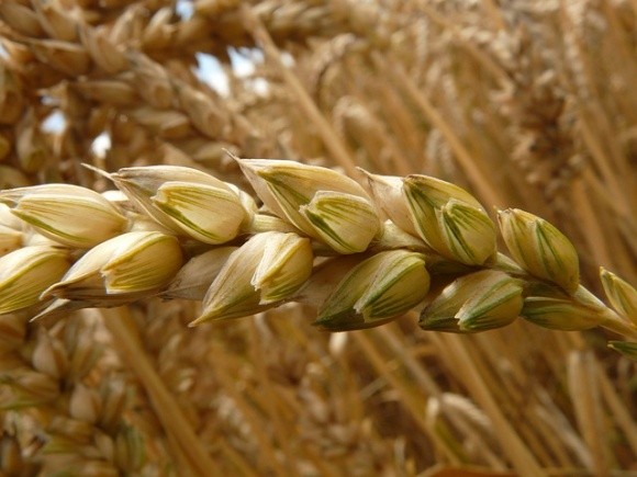 Агролайфхак: температурні умови вирощування зернових фото, ілюстрація