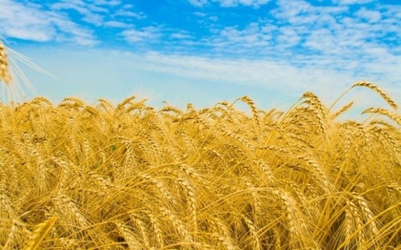 При зниженні світового виробництва пшениці попит залишається на попередньому рівні фото, ілюстрація