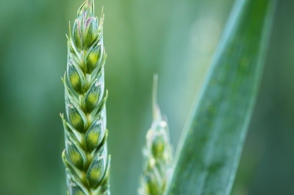  Через пару лет валовой сбор зерновых может снизиться на 10% фото, иллюстрация