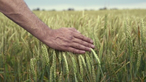 На Херсонщині очікують недоналив зерна. Недобір врожаю складе 20% фото, ілюстрація