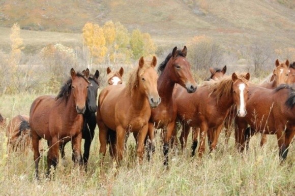 Коні не винні — на Луганщині викрили розкрадання держмайна і врожаю пшениці  фото, ілюстрація