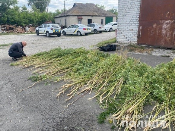 На Дніпропетровщині на території приватного товариства росло понад тисячу кущів конопель фото, ілюстрація