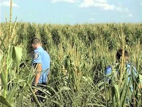 На Рівненщині фермери виростили елітну коноплю в кукурудзі фото, ілюстрація