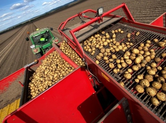  У 2022 році «Контінентал» вирощуватиме новий сорт картоплі, що підходить для виробництва картоплі фрі фото, ілюстрація