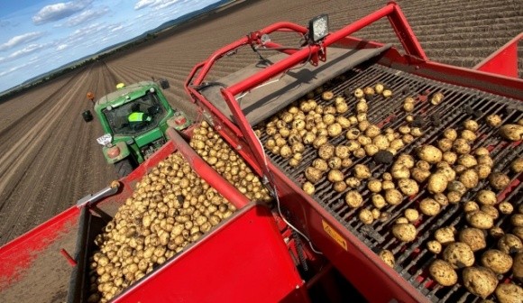 «Контінентал Фармерз Груп» збирає урожай картоплі фото, ілюстрація