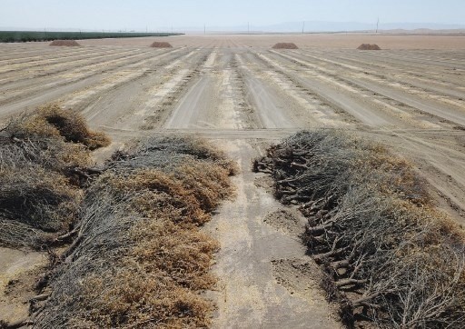 Посуха в США погубила врожай мигдалю фото, ілюстрація
