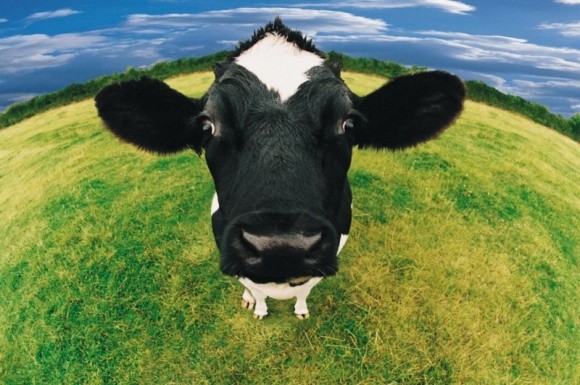 Кримська влада купує європейських корів і вважає це співпрацею фото, ілюстрація