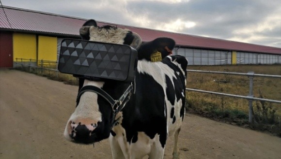 Російським коровам видали окуляри віртуальної реальності фото, ілюстрація