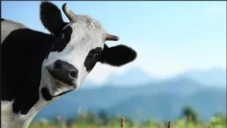 Корови швидко наповнюють атмосферу метаном, - висновок учених фото, ілюстрація