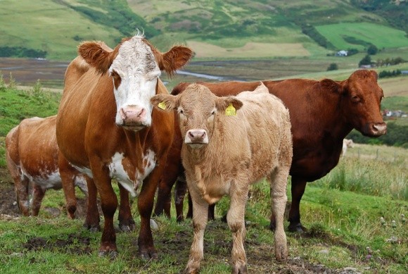 Нідерланди вибракують 175 тис. корів заради скорочення фосфатних викидів  фото, ілюстрація