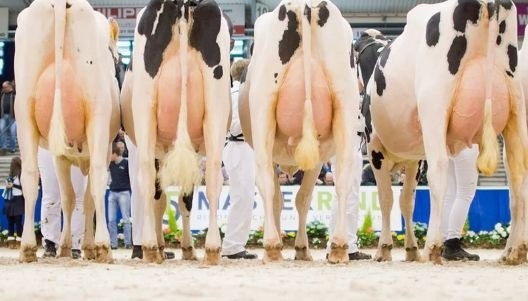 Нідерланди дадуть молочникам €150 млн на видобуток біоенергії з навозу фото, ілюстрація