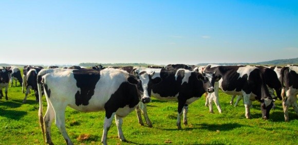 "Астарта" планує на 33% збільшити поголів'я корів  фото, ілюстрація