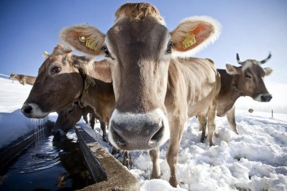 Солодощі в раціоні корів значно покращують смак яловичини фото, ілюстрація