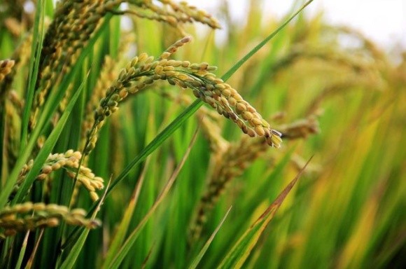 Українські виробники рису отримають переваги від нового гербіциду Баксіга™ на основі інноваційної молекули Rinskor™ фото, ілюстрація