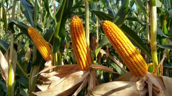 Фермери, які вирощують кукурудзу бренду Pioneer®, отримали найвищі нагороди на конкурсі врожайності NCGA (США) фото, ілюстрація