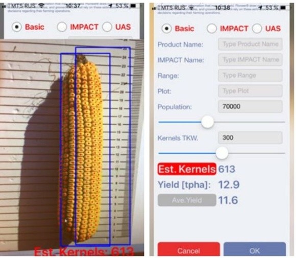 Українські фермери отримали можливість оцінити біологічну врожайність кукурудзи за допомогою мобільного телефону фото, ілюстрація