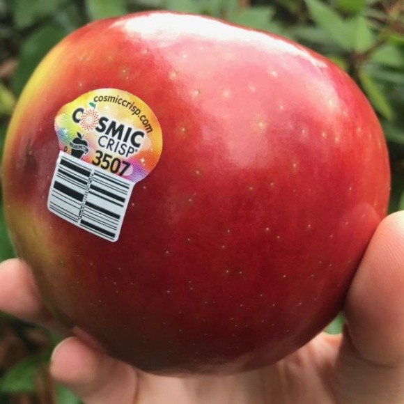 Сорт яблук, які можна зберігати до 12 місяців, коштував селекціонерам $10 млн фото, ілюстрація