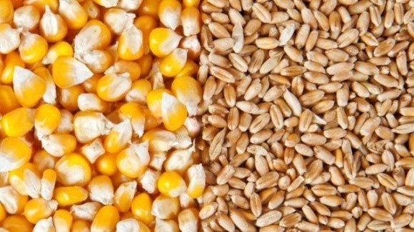 Безпідставні заяви про відновлення українського експорту обвалили котирування пшениці та кукурудзи фото, ілюстрація