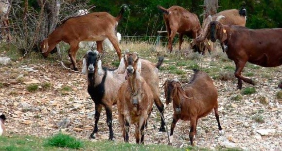 На Житомирщине создадут племенную ферму для коз англо-нубийской породы фото, ілюстрація