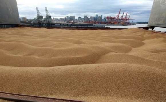 Окупанти вивезли зерна на 154 мільйони доларів, — аналітики ISRP фото, ілюстрація