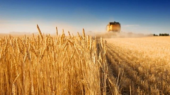 Рекордні врожаї зерна в росії – результат пограбування України фото, ілюстрація