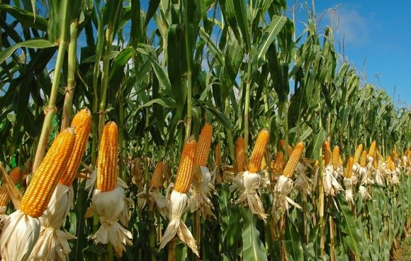 Агролайфхак: особливості вологозабезпечення кукурудзи фото, ілюстрація