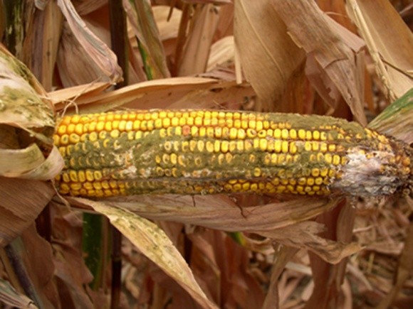 Американці створили ГМО-кукурудзу, здатну протистояти афлатоксину фото, ілюстрація