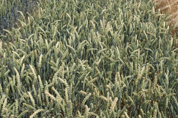 У Бессарабії врожайність пшениці перевищила 4 т/га, що в 3,5 рази більше, ніж торік фото, ілюстрація