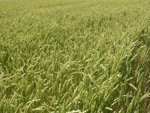 Площа сівби ярих зернових в Донецькій області перевищила 96 тис. га фото, ілюстрація