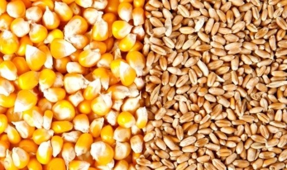 ТОП-3 найбільших імпортерів української пшениці та кукурудзи фото, ілюстрація