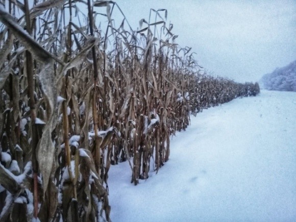 Сніг не дав канадським фермерам зібрати 1,5 млн га фото, ілюстрація
