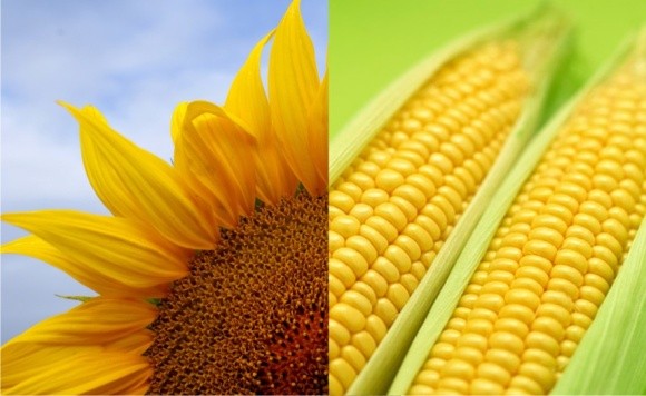 Маржинальні культури для України - кукурудза і соняшник фото, ілюстрація