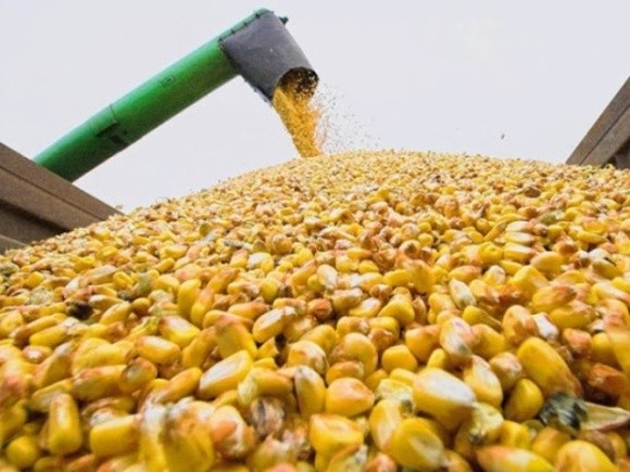 В основних країнах-експортерах і в ЄС площі під кукурудзою збільшаться фото, ілюстрація