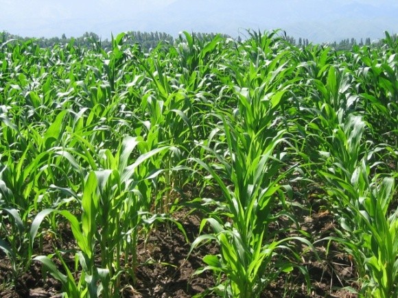 Перспективи збільшення посівів кукурудзи цієї весни фото, ілюстрація