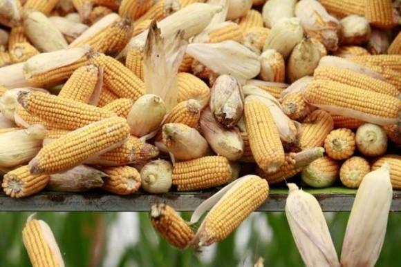 Євросоюз схвалив безмитне ввезення 750 тисяч тонн української кукурудзи фото, ілюстрація