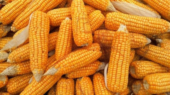 На українську кукурудзу зросли експортні ціни фото, ілюстрація