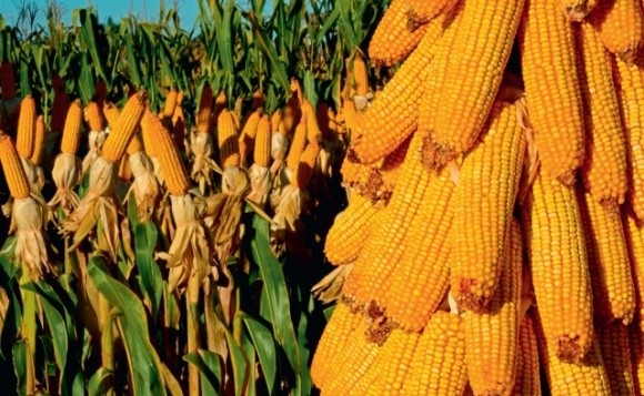 Травневі дощі сформували умови для рекордного врожаю кукурудзи в Україні, — Укргідрометцентр фото, ілюстрація
