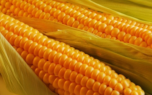 Внутрішній попит на кукурудзу в Україні становить всього 30% фото, ілюстрація