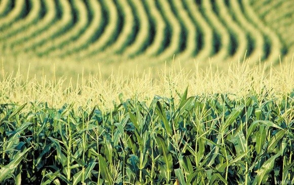 У США дозволили вирощувати кукурудзу, що вбиває шкідників фото, ілюстрація