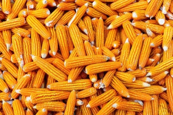 Две трети импортированной в марте Китаем кукурузы составила украинская зерновая фото, иллюстрация