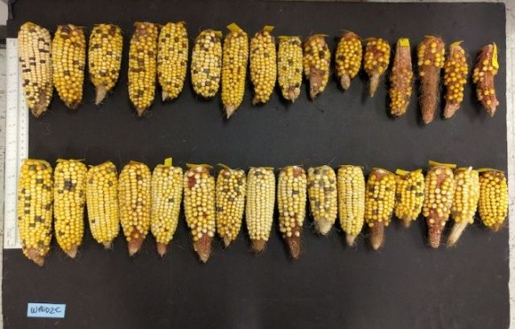 Дослідники з Флориди вивели жаростійку кукурудзу фото, ілюстрація